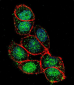 FOXA2 Antibody (C-term)